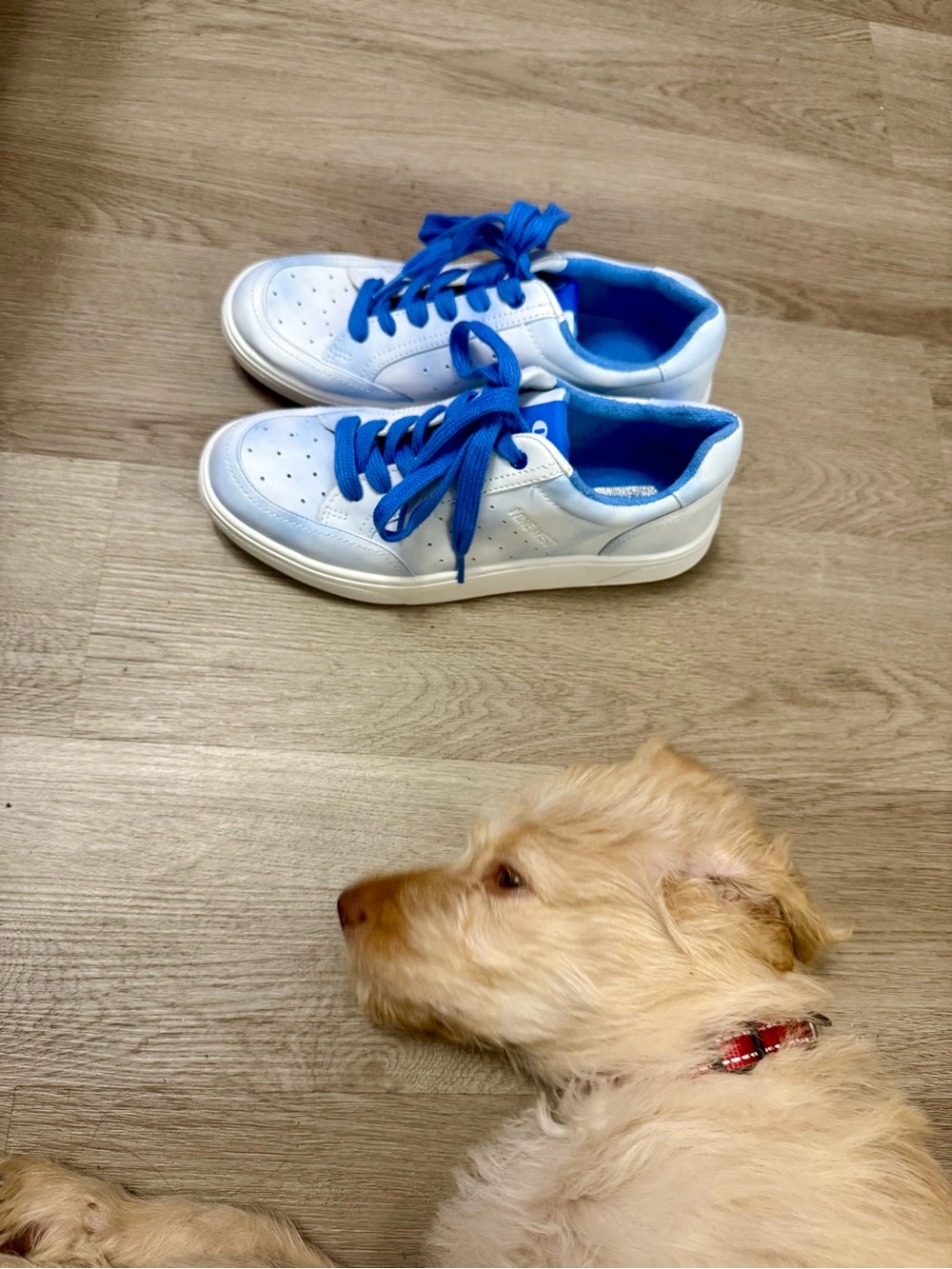 Nine West Dead Stock Sneakers